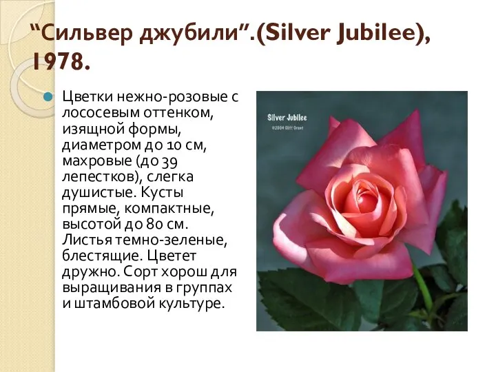 “Сильвер джубили”.(Silver Jubilee), 1978. Цветки нежно-розовые с лососевым оттенком, изящной формы,