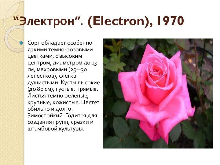 “Электрон”. (Electron), 1970 Сорт обладает особенно яркими темно-розовыми цветками, с высоким