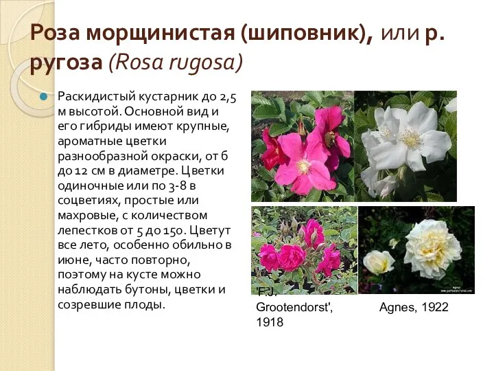 Роза морщинистая (шиповник), или р. ругоза (Rosa rugosa) Раскидистый кустарник до