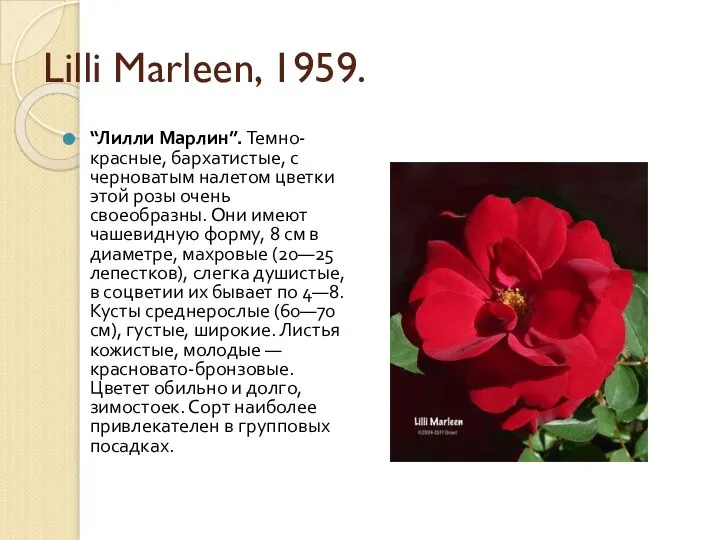 Lilli Marleen, 1959. “Лилли Марлин”. Темно-красные, бархатистые, с черноватым налетом цветки