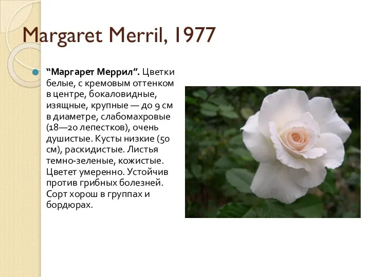 Margaret Merril, 1977 “Маргарет Меррил”. Цветки белые, с кремовым оттенком в