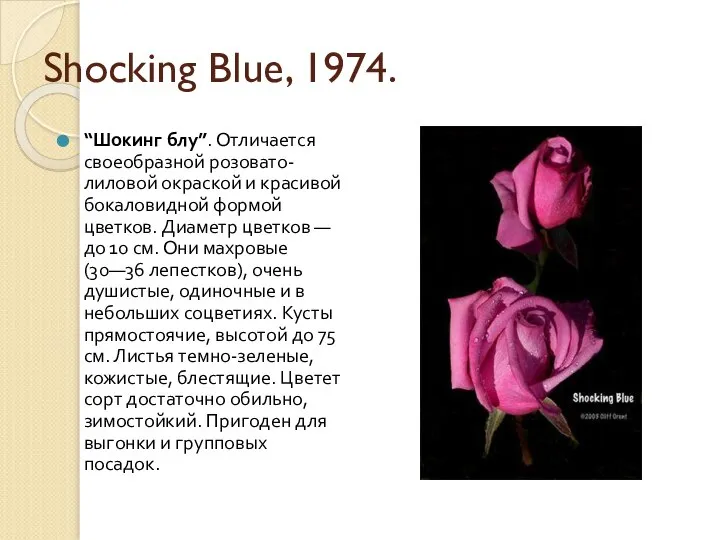 Shocking Blue, 1974. “Шокинг блу”. Отличается своеобразной розовато-лиловой окраской и красивой