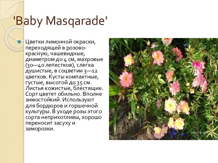 'Baby Masqarade' Цветки лимонной окраски, переходящей в розово-красную, чашевидные, диаметром до