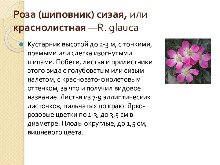 Роза (шиповник) сизая, или краснолистная —R. glauca Кустарник высотой до 2-3