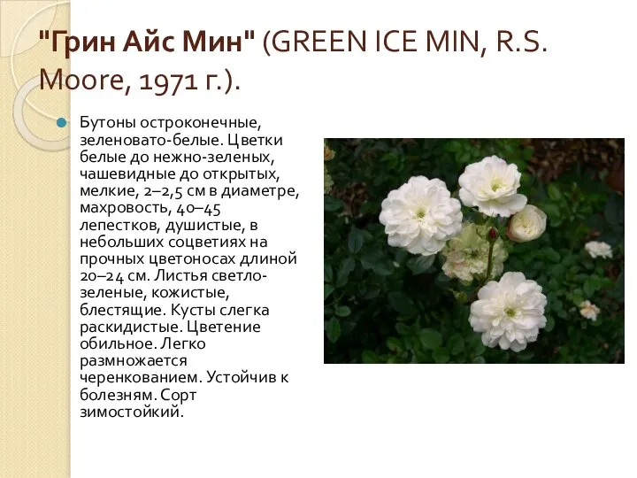 "Грин Айс Мин" (GREEN ICE MIN, R.S. Moore, 1971 г.). Бутоны