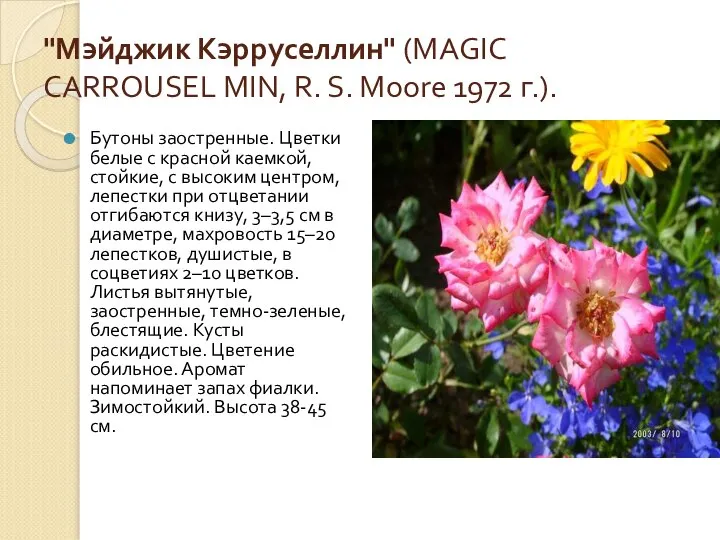 "Мэйджик Кэрруселлин" (MAGIC CARROUSEL MIN, R. S. Moore 1972 г.). Бутоны