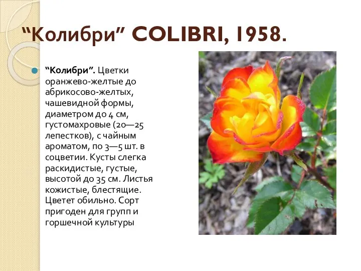 “Колибри” COLIBRI, 1958. “Колибри”. Цветки оранжево-желтые до абрикосово-желтых, чашевидной формы, диаметром