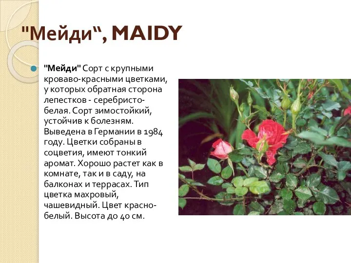 "Мейди“, MAIDY "Мейди" Сорт с крупными кроваво-красными цветками, у которых обратная