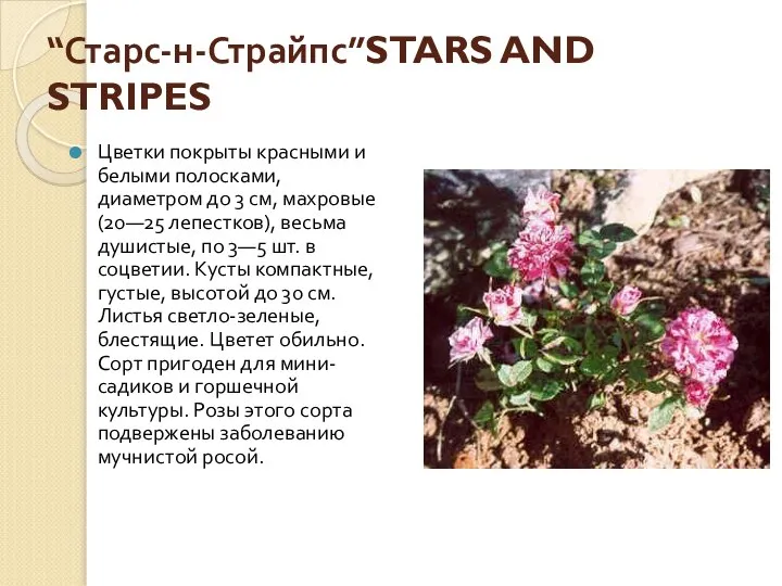 “Старс-н-Страйпс”STARS AND STRIPES Цветки покрыты красными и белыми полосками, диаметром до