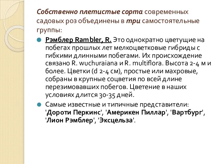 Собственно плетистые сорта современных садовых роз объединены в три самостоятельные группы: