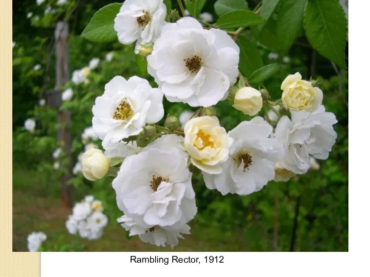 Rambling Rector, 1912