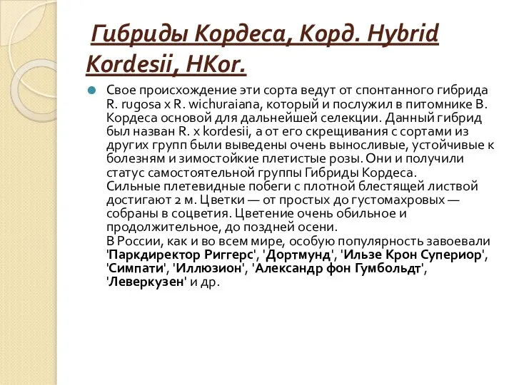 Гибриды Кордеса, Корд. Hybrid Kordesii, HKor. Свое происхождение эти сорта ведут