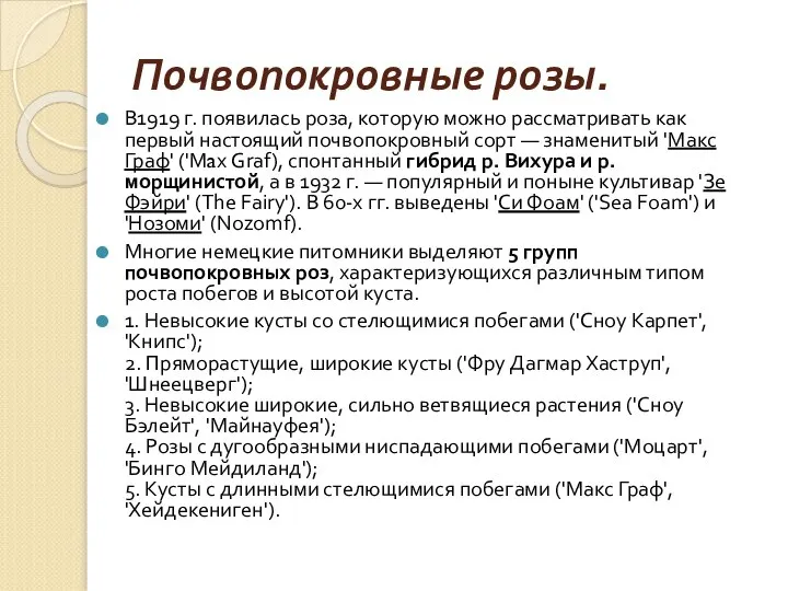 Почвопокровные розы. В1919 г. появилась роза, которую можно рассматривать как первый