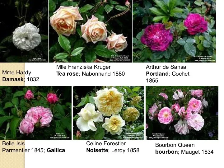 Mme Hardy Damask; 1832 Mlle Franziska Kruger Tea rose; Nabonnand 1880