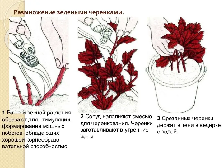 Размножение зелеными черенками. 2 Сосуд наполняют смесью для черенкования. Черенки заготавливают