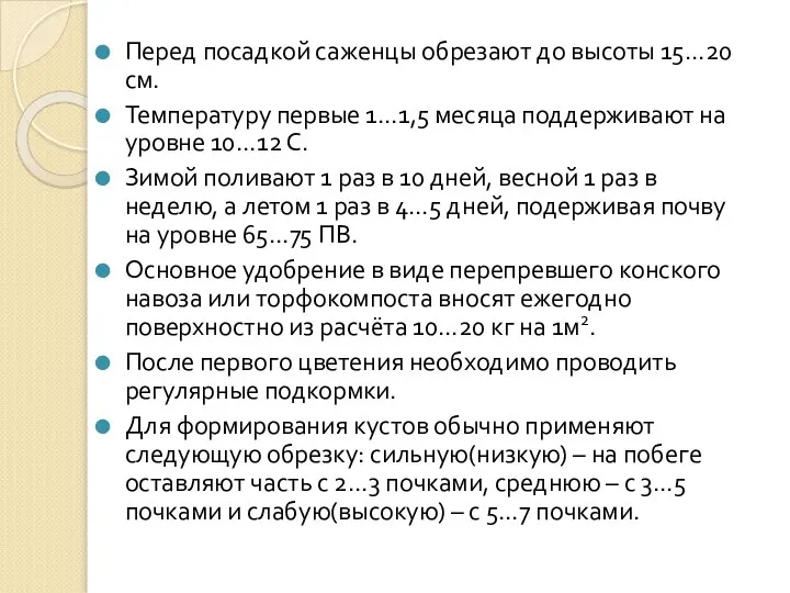 Перед посадкой саженцы обрезают до высоты 15…20 см. Температуру первые 1…1,5