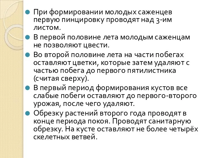 При формировании молодых саженцев первую пинцировку проводят над 3-им листом. В