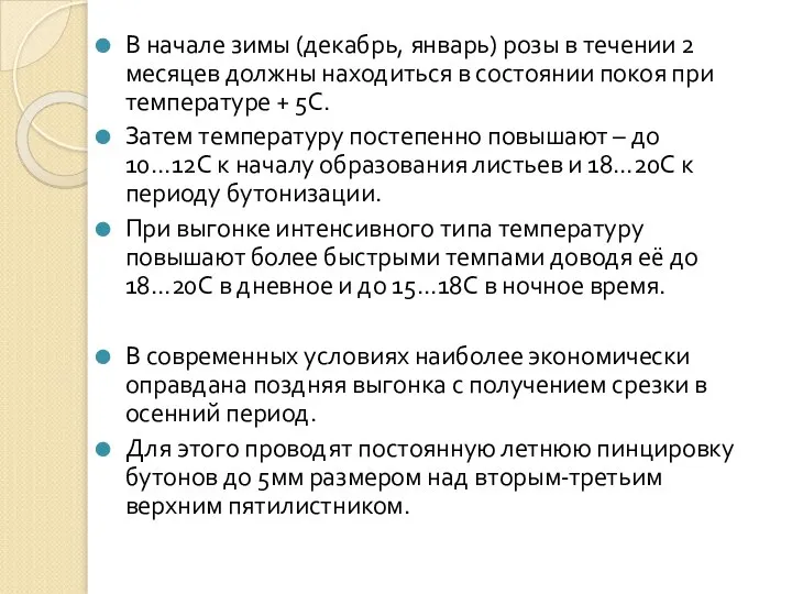 В начале зимы (декабрь, январь) розы в течении 2 месяцев должны