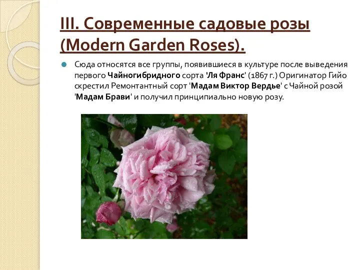 III. Современные садовые розы (Modern Garden Roses). Сюда относятся все группы,