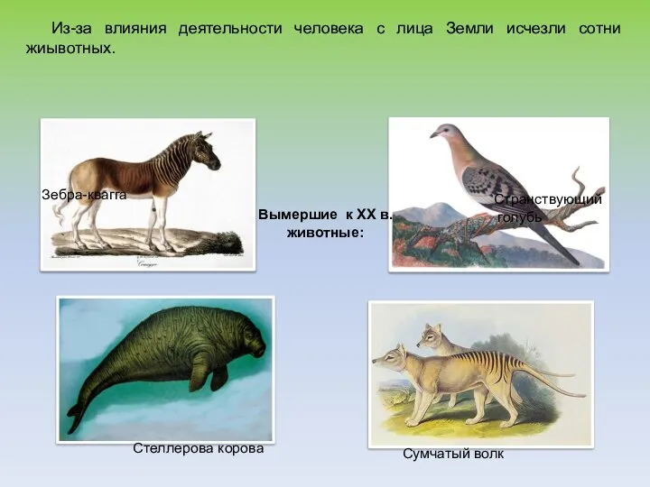 Из-за влияния деятельности человека с лица Земли исчезли сотни жиывотных. Зебра-квагга