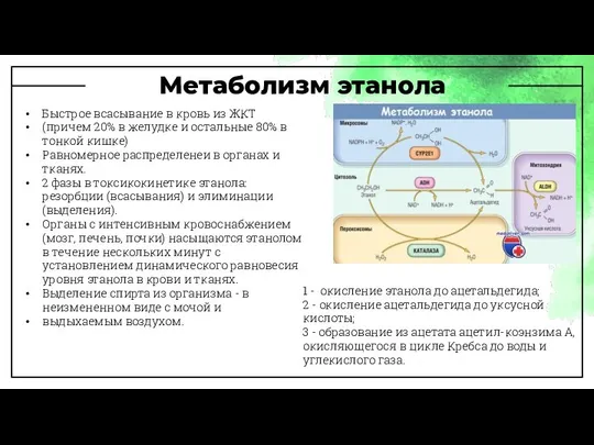 Метаболизм этанола Быстрое всасывание в кровь из ЖКТ (причем 20% в