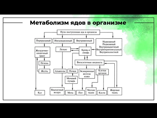 Метаболизм ядов в организме