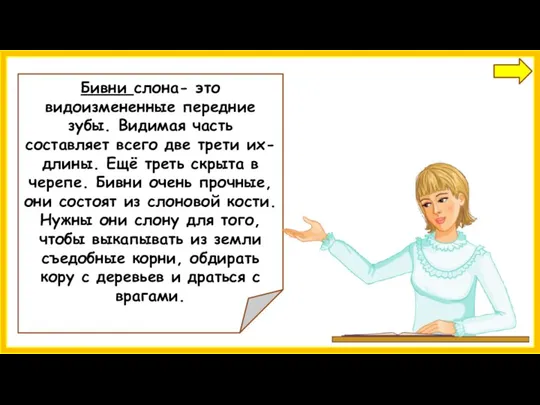 Бивни слона- это видоизмененные передние зубы. Видимая часть составляет всего две