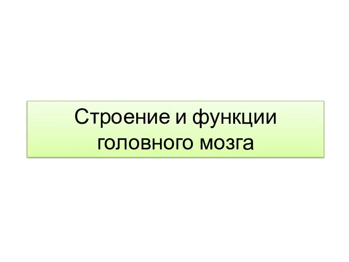 Строение и функции головного мозга