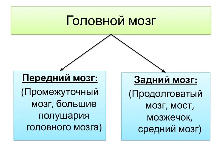 Головной мозг Задний мозг: (Продолговатый мозг, мост, мозжечок, средний мозг) Передний