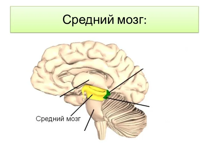 Средний мозг: Располагаются центры обеспечивающие четкость зрения и слуха. Находятся центры