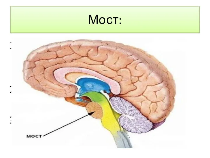 Мост: Располагаются центры движения глазных яблок и мимики. Связывает мозжечок с