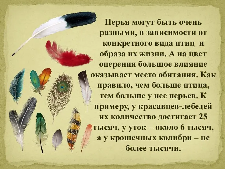 Перья могут быть очень разными, в зависимости от конкретного вида птиц