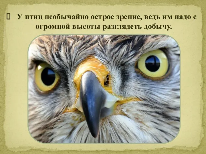 У птиц необычайно острое зрение, ведь им надо с огромной высоты разглядеть добычу.