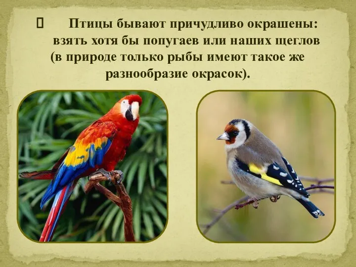 Птицы бывают причудливо окрашены: взять хотя бы попугаев или наших щеглов