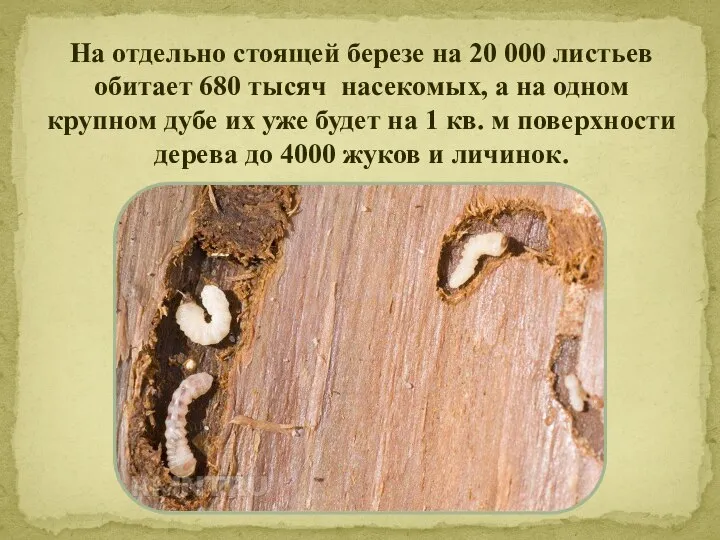 На отдельно стоящей березе на 20 000 листьев обитает 680 тысяч