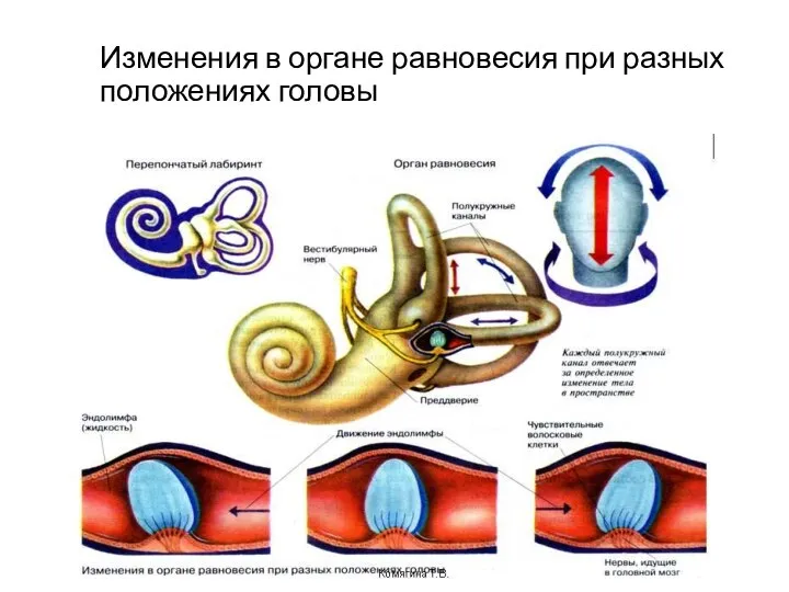 Изменения в органе равновесия при разных положениях головы