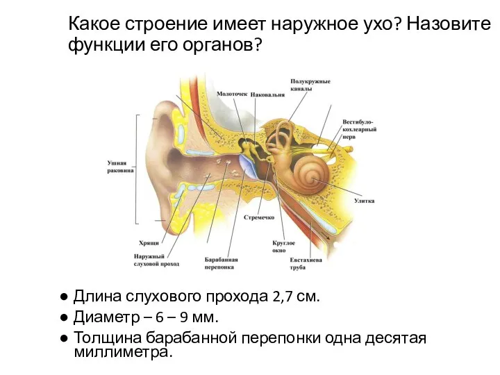 Какое строение имеет наружное ухо? Назовите функции его органов? Длина слухового