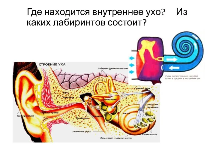 Где находится внутреннее ухо? Из каких лабиринтов состоит?