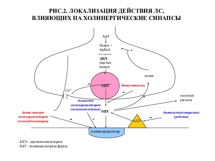 холинорецептор Холин + АцКоА АЦХ (ацетил- холин) АЦХ ХАТ Са2+ АЦХ