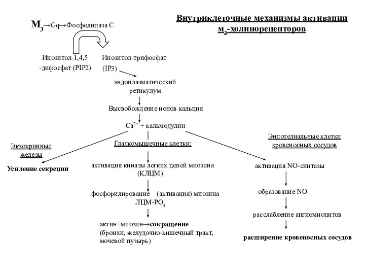 M3→Gq→Фосфолипаза С Инозитол-1,4,5 Инозитол-трифосфат -дифосфат (PIP2) (IP3) эндоплазматический ретикулум Высвобождение ионов
