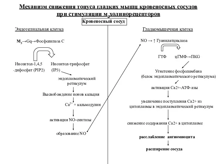 M3→Gq→Фосфолипаза С Инозитол-1,4,5 Инозитол-трифосфат -дифосфат (PIP2) (IP3) эндоплазматический ретикулум Са2+ +