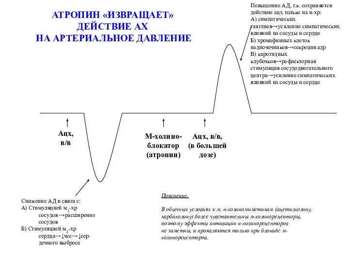 Ацх, в/в Снижение АД в связи с: А) Стимуляцией м3-хр сосудов