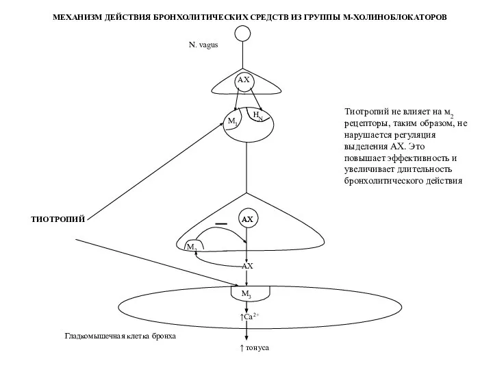 АХ М1 НN АХ М3 М2 АХ Гладкомышечная клетка бронха ↑Са2+