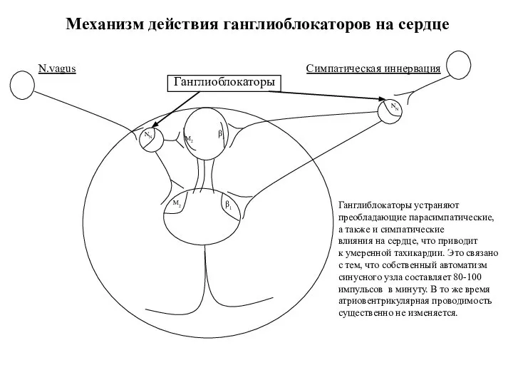 NN M2 M2 NN β1 β1 N.vagus Симпатическая иннервация Ганглиоблокаторы Механизм