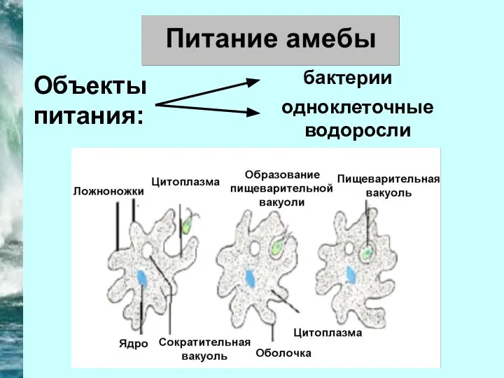 Объекты питания: бактерии одноклеточные водоросли