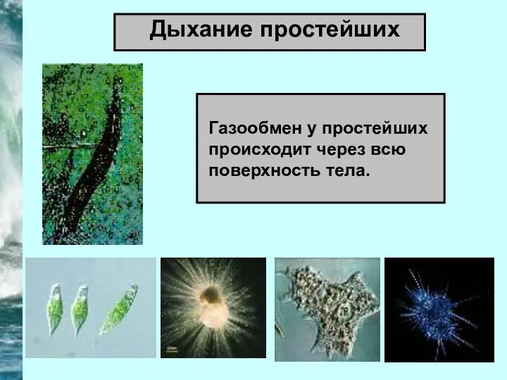 Дыхание простейших Газообмен у простейших происходит через всю поверхность тела.