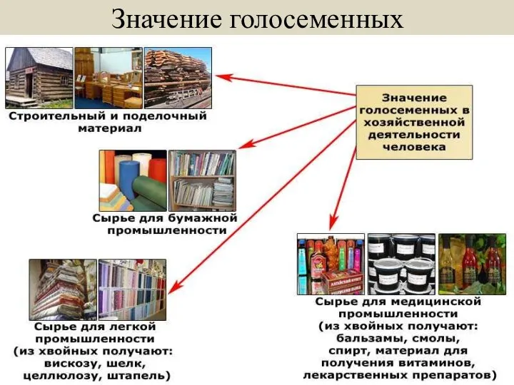 Значение голосеменных