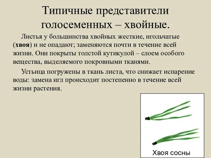 Типичные представители голосеменных – хвойные. Листья у большинства хвойных жесткие, игольчатые