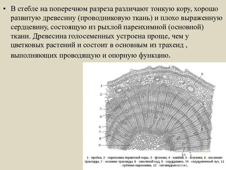 В стебле на поперечном разреза различают тонкую кору, хорошо развитую древесину