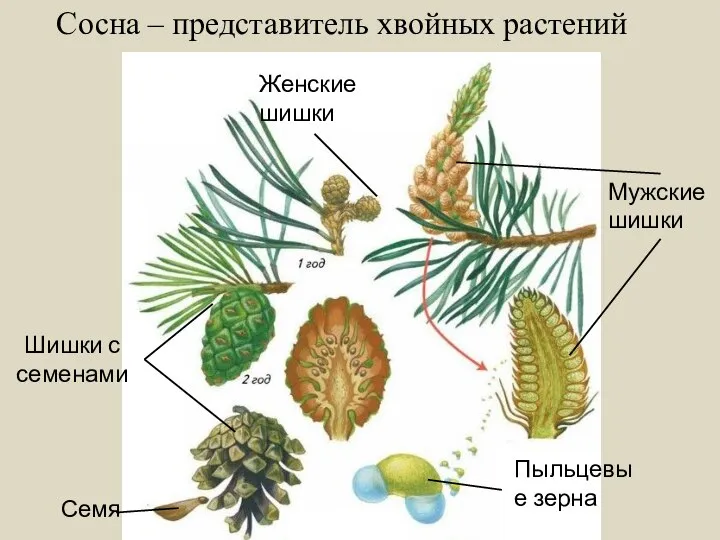 Сосна – представитель хвойных растений